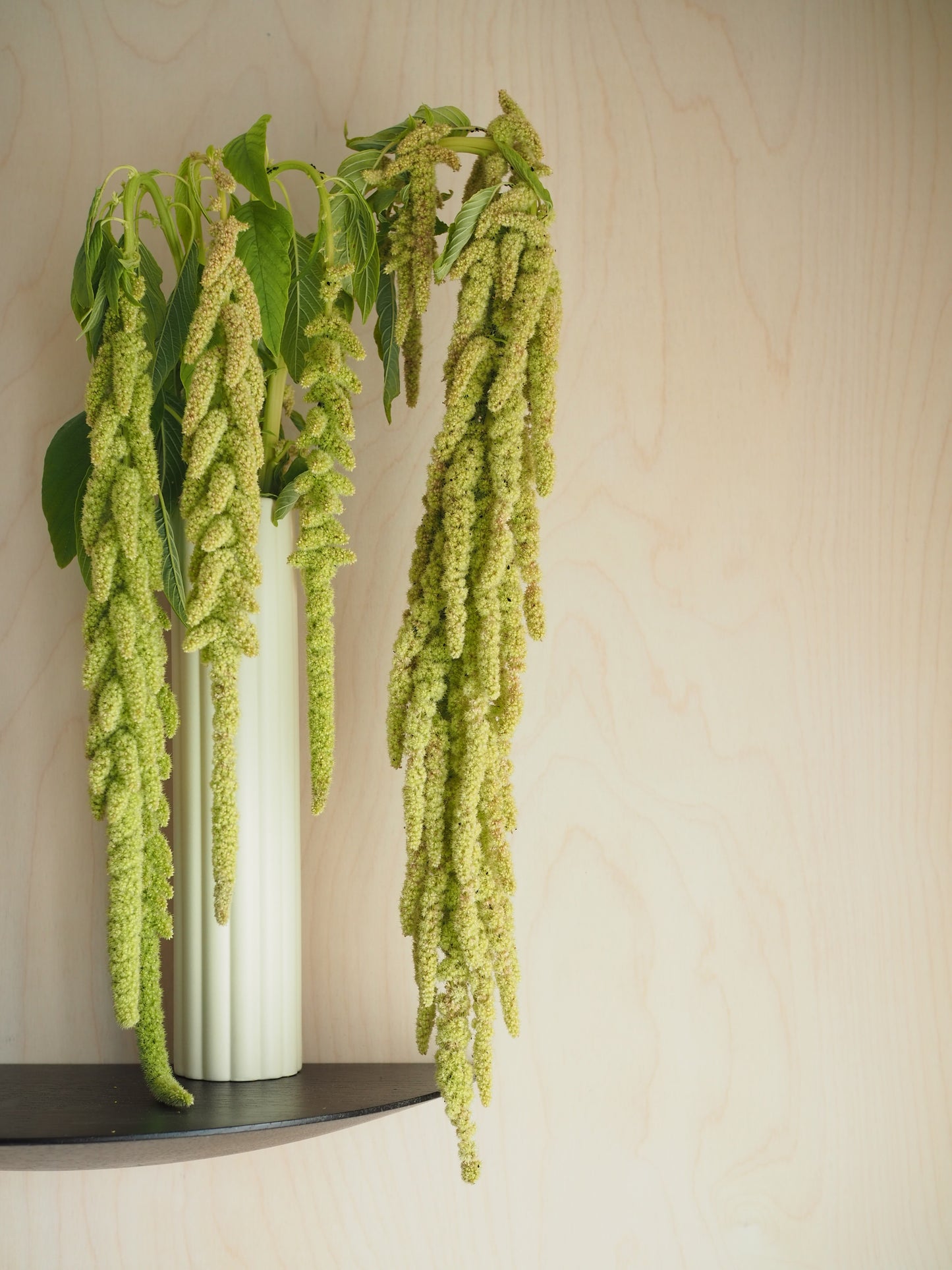 Daisy Cylinder Vase - Høy