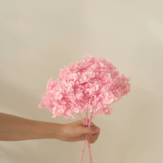 Preservert rosa hortensia