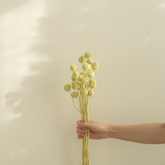 Tørket Lime Billy Ball