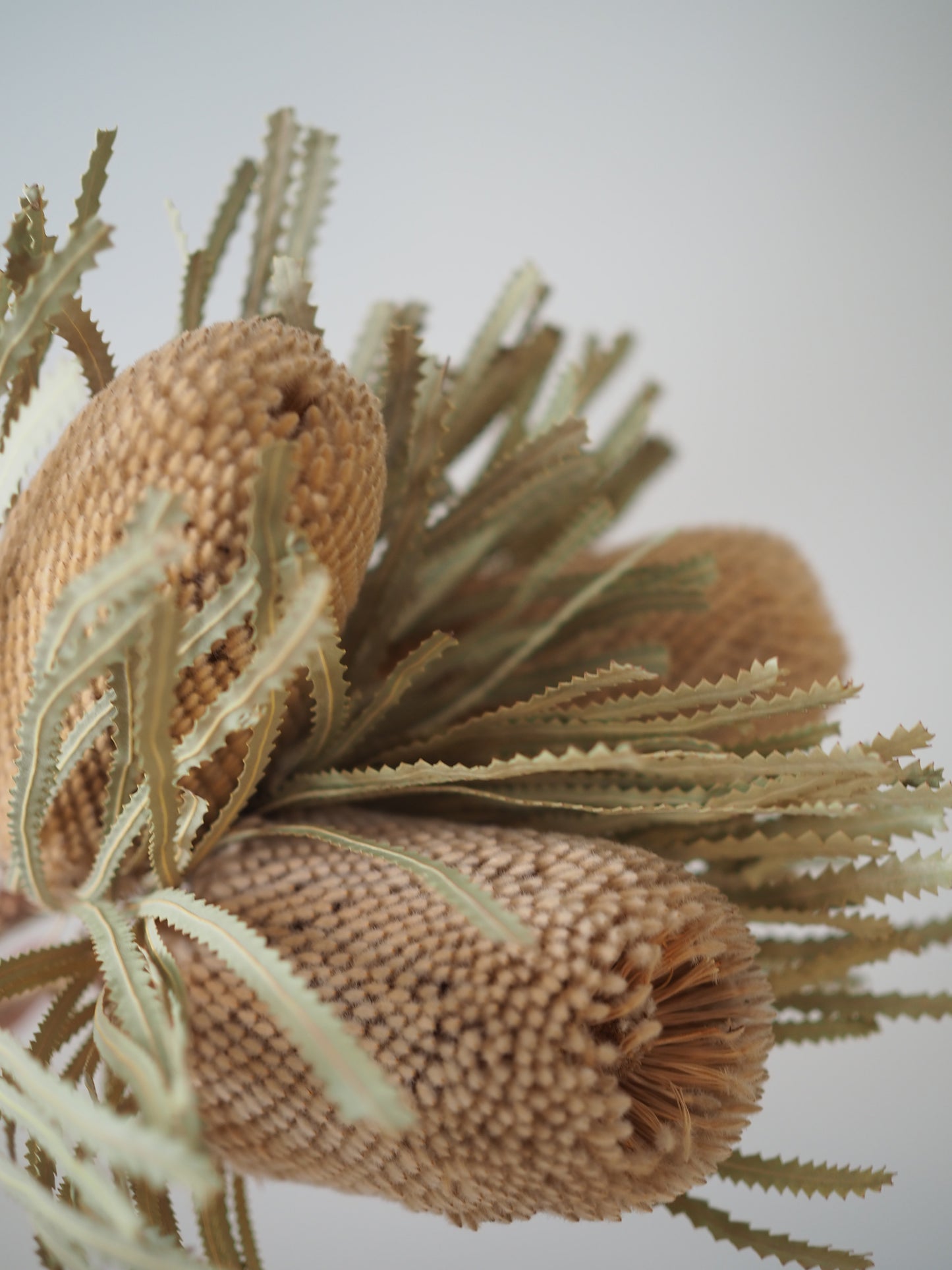 Banksia tørket