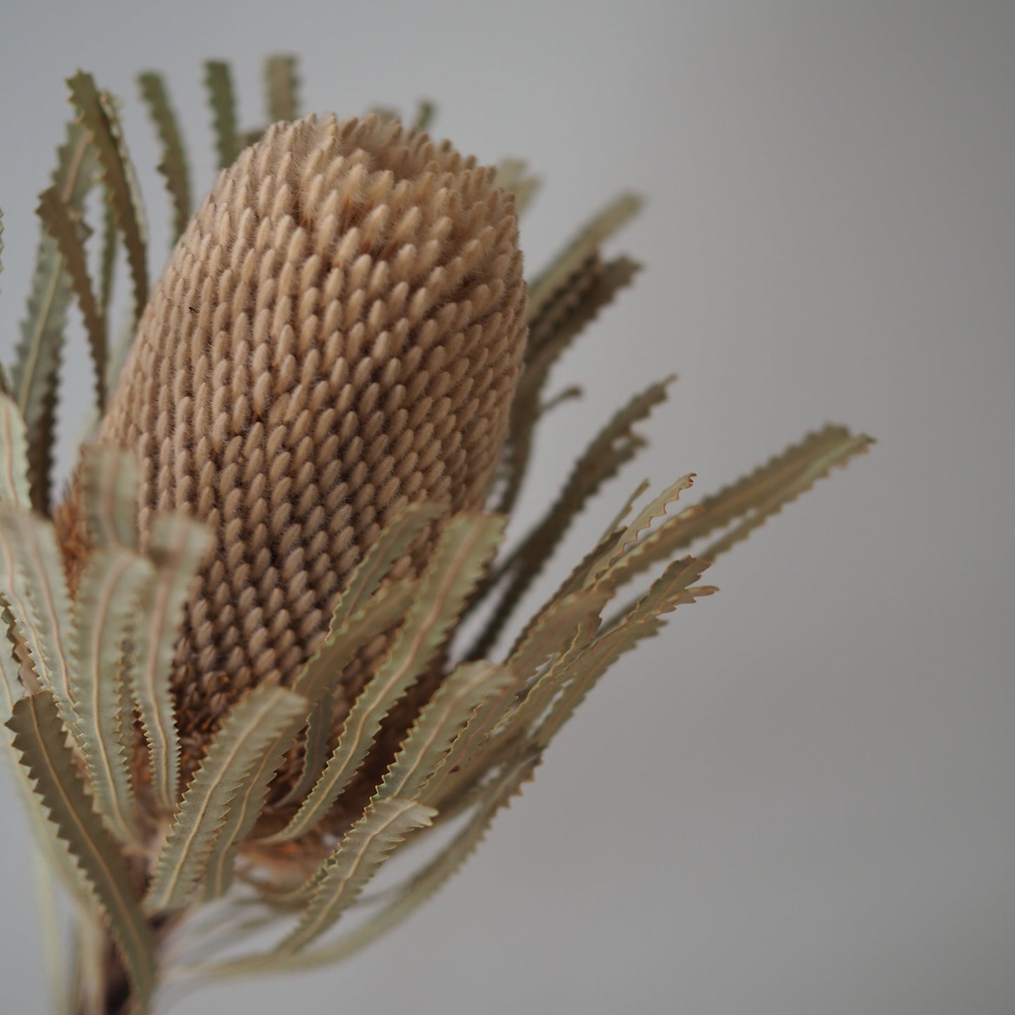 Banksia tørket