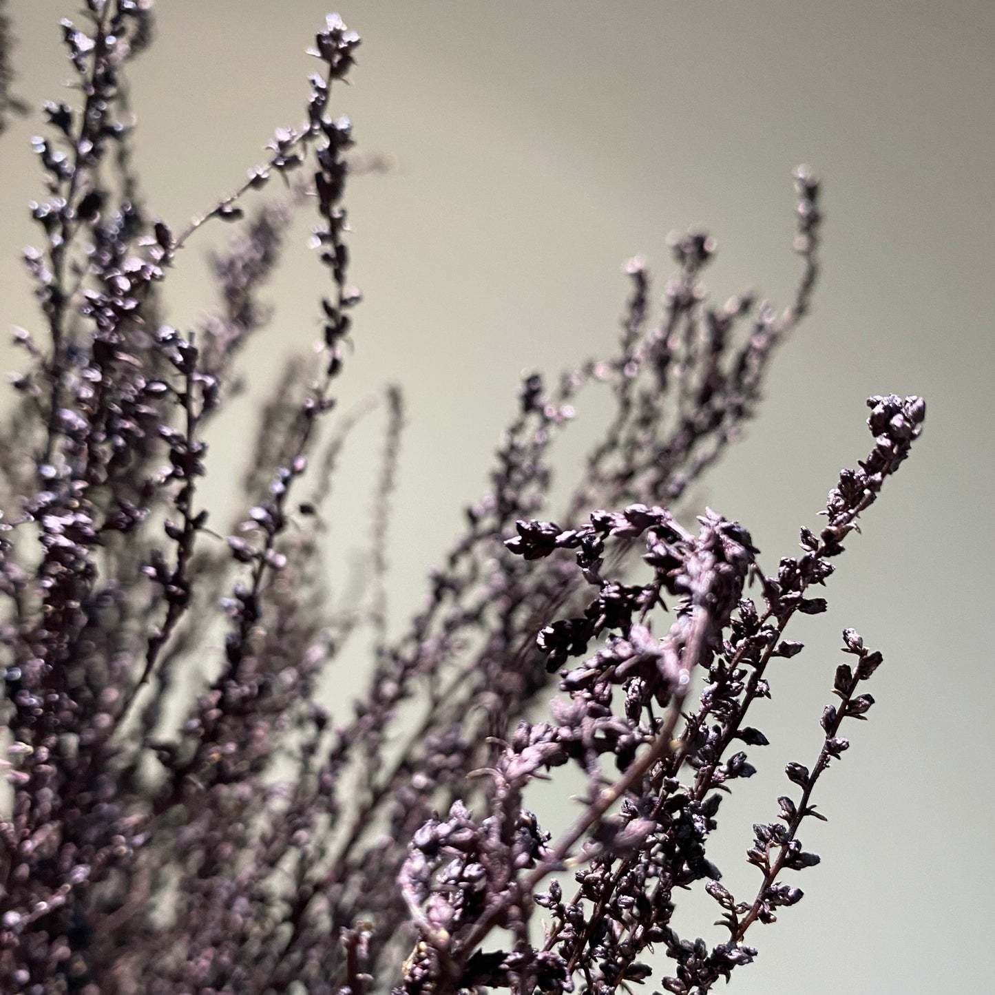 Tørket dyp brun solidago