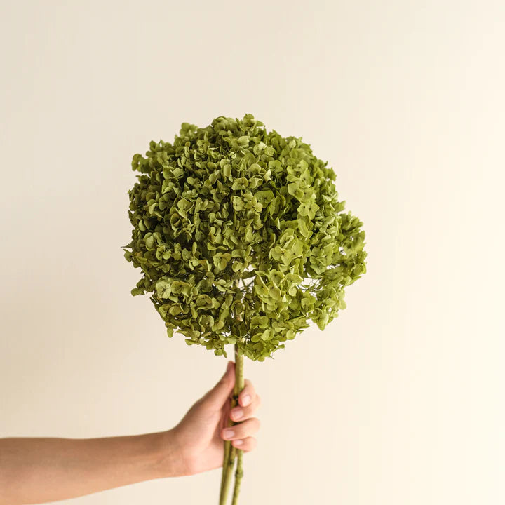 Preservert grønn hortensia