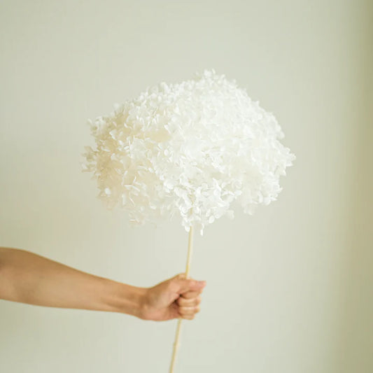 Preservert hvit hortensia