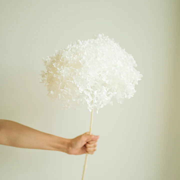 Preservert hvit hortensia