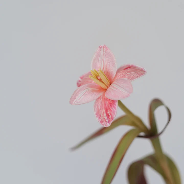 Blomsterfarge - Rouge Rød
